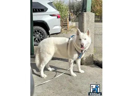 a white siberian husky dog standing on a street