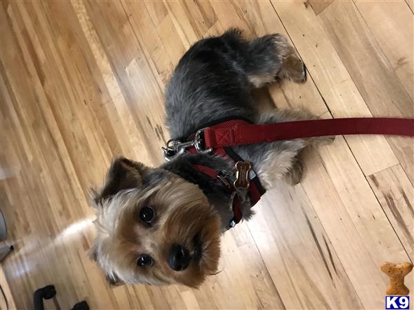 a yorkshire terrier dog on a leash