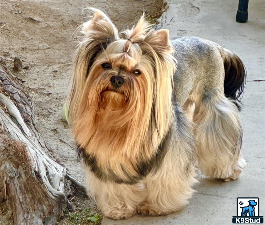 a yorkshire terrier dog with a wig