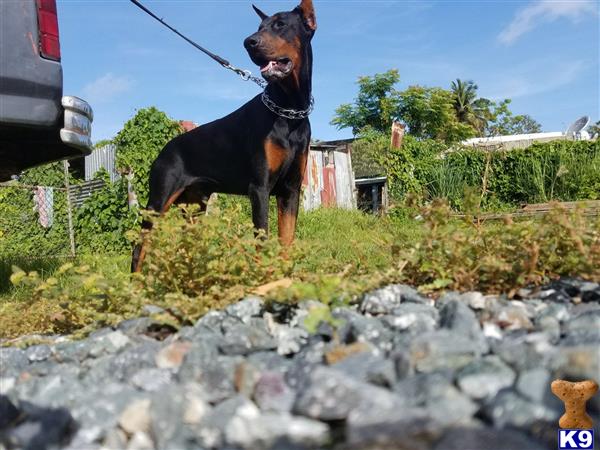 a doberman pinscher dog standing on a rock