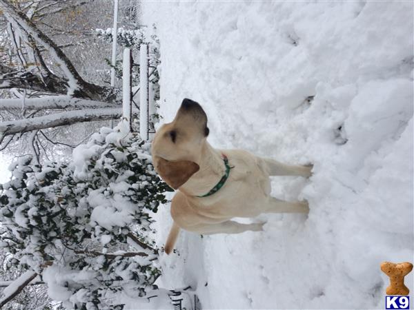 a labrador retriever dog running through snow