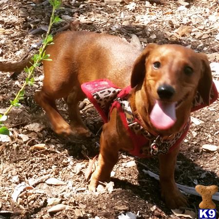 a dachshund dog with a red harness