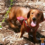 standard dachshund stud