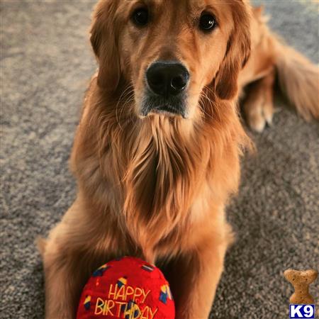 a golden retriever dog with a red shirt