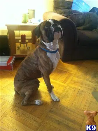 a boxer dog standing on a wood floor