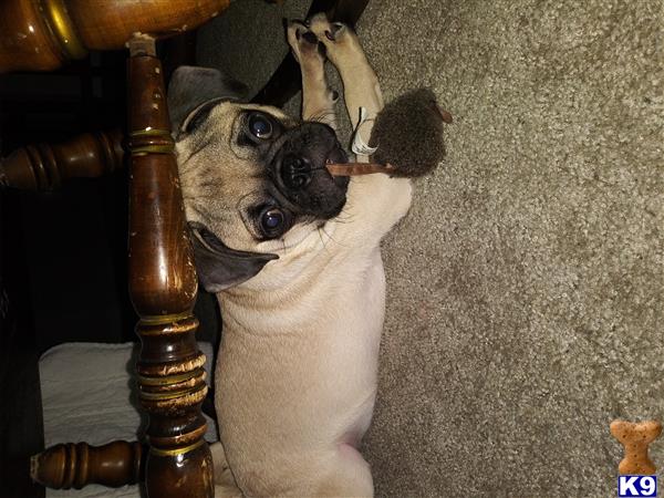a pug dog holding a toy