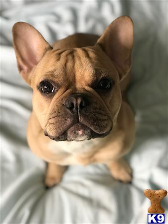 a french bulldog dog with a human face