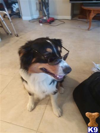 a australian shepherd dog with a toy in its mouth