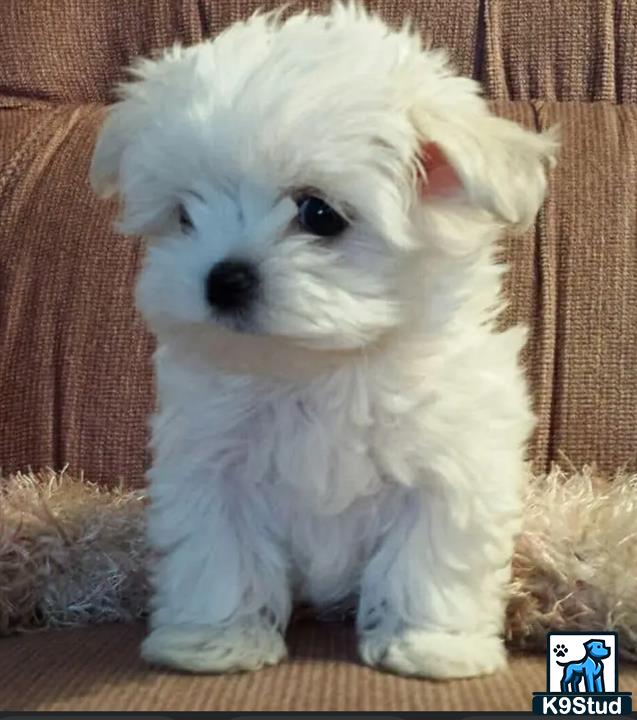 a white maltese puppy sitting on a couch