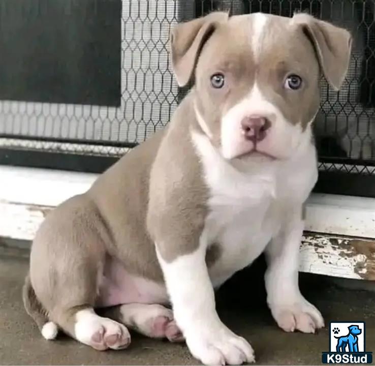 a american pit bull puppy sitting on a wood floor