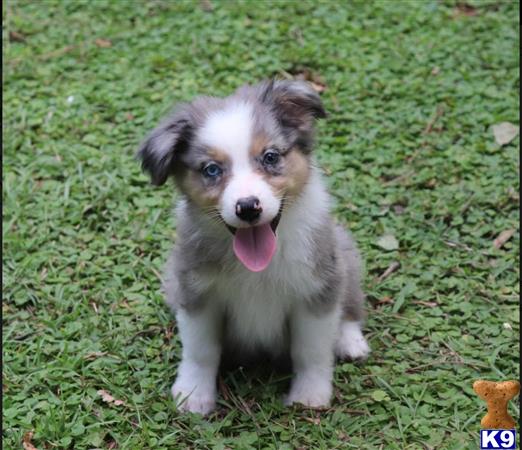 a small australian shepherd puppy sitting in the grass