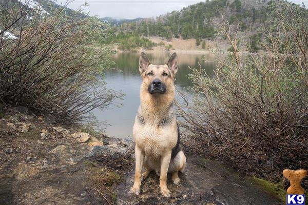 a german shepherd dog standing in a river