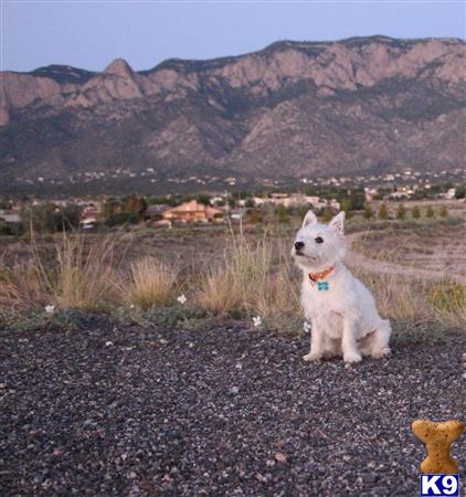 a west highland white terrier dog sitting on a road