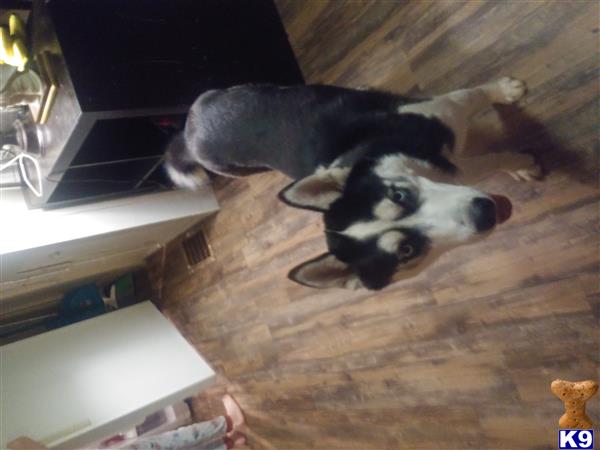 a siberian husky dog lying on the floor