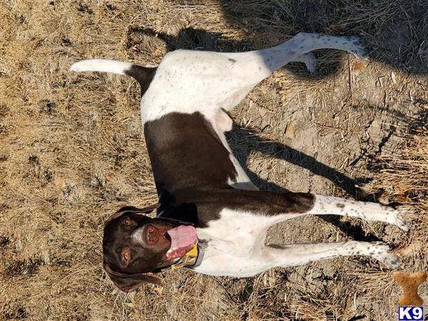 a german shorthaired pointer dog running on the ground