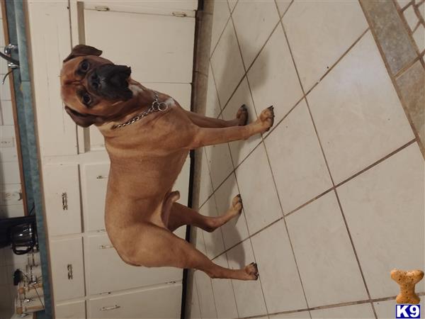 a bullmastiff dog standing on a tile floor
