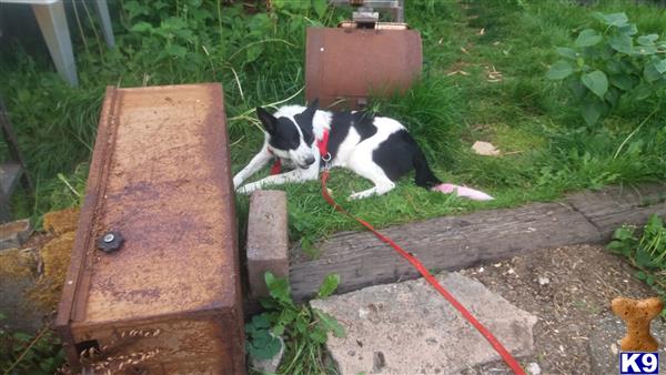 a border collie dog on a leash