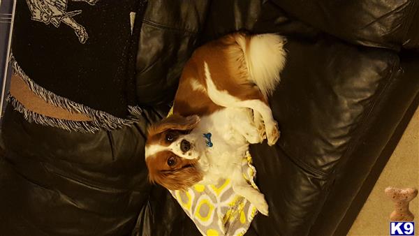 a cavalier king charles spaniel dog wearing a garment