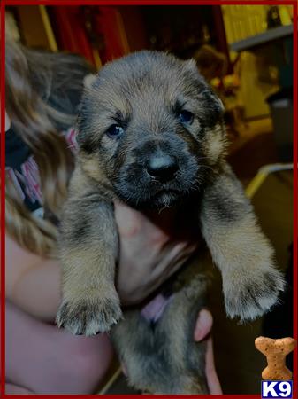 a german shepherd puppy in a persons arms