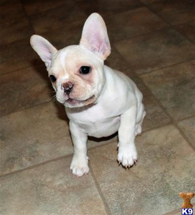 French Bulldog Puppy for Sale: 1 male 1 female AKC champion bloodlines ...