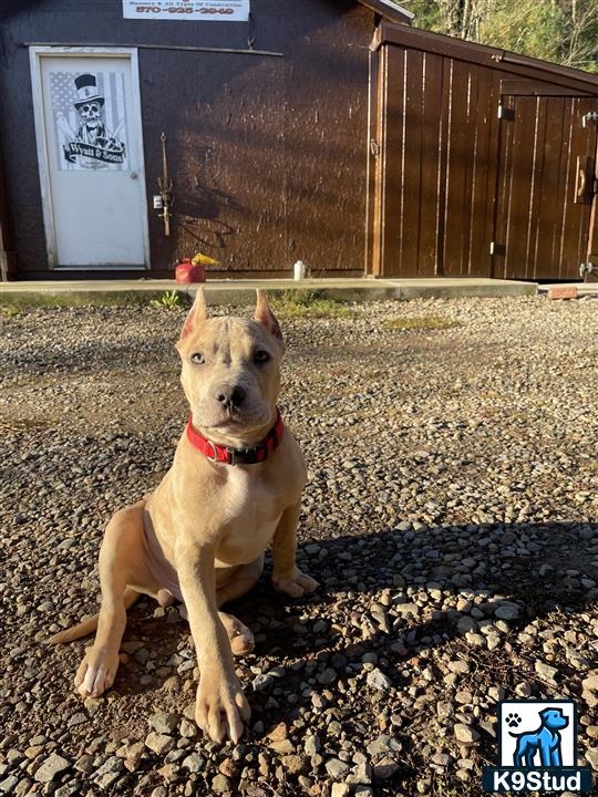 a american bully dog sitting on leaves