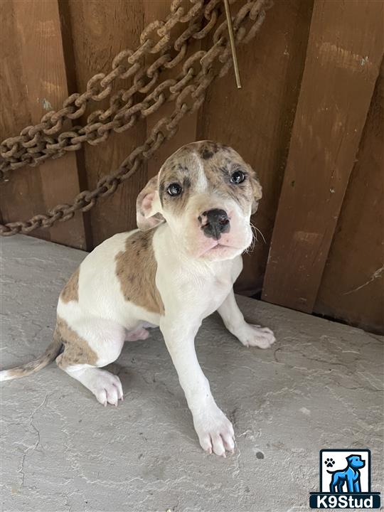 a american bully dog sitting on the ground