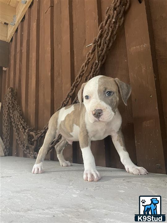 a american bully dog standing in a room