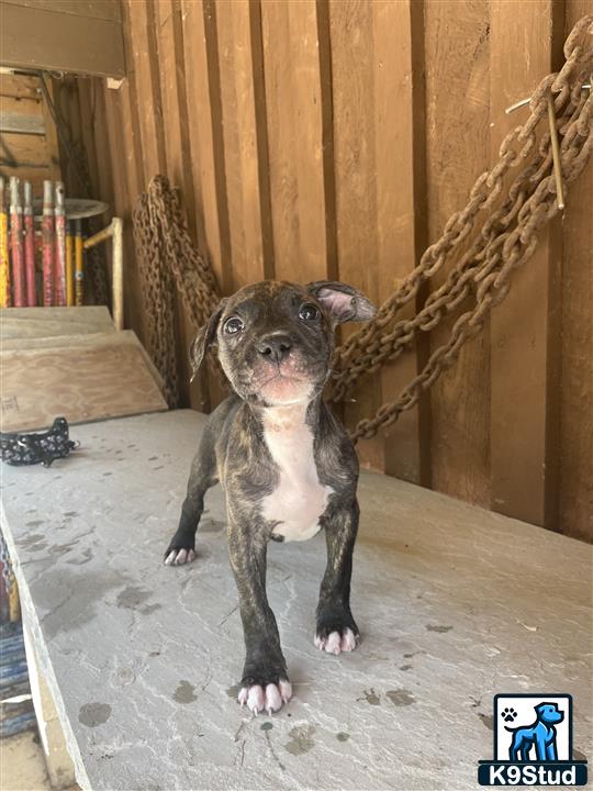 a american bully dog sitting on the floor