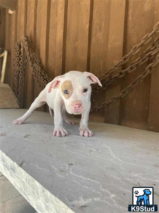 a small american bully dog standing on a concrete floor