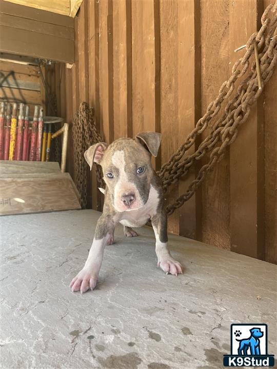 a american bully dog standing on a tile floor