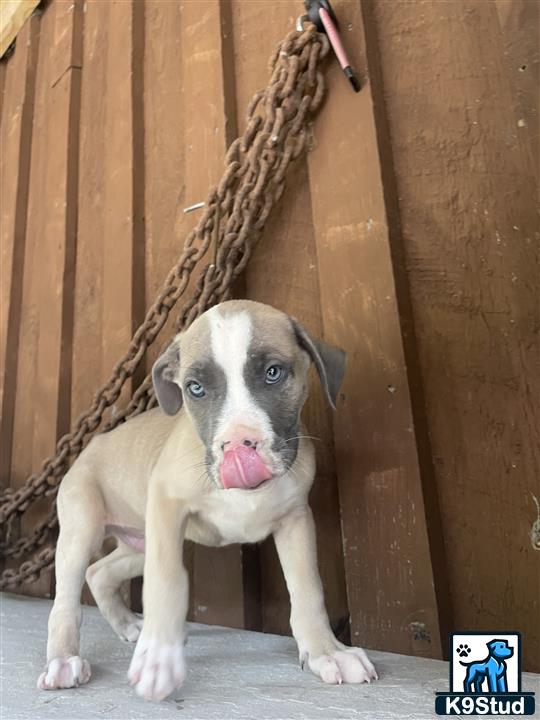 a american bully dog with a large bone in its mouth