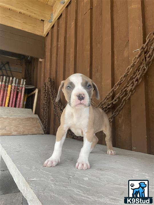 a american bully dog sitting on a mat