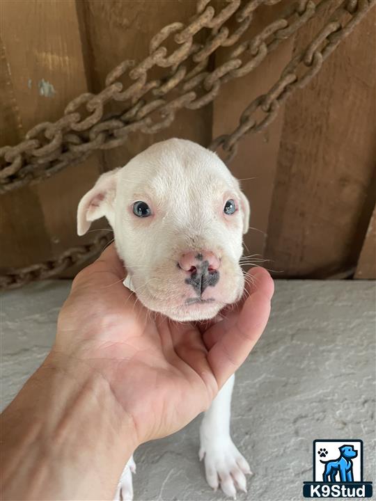 a hand holding a american bully puppy