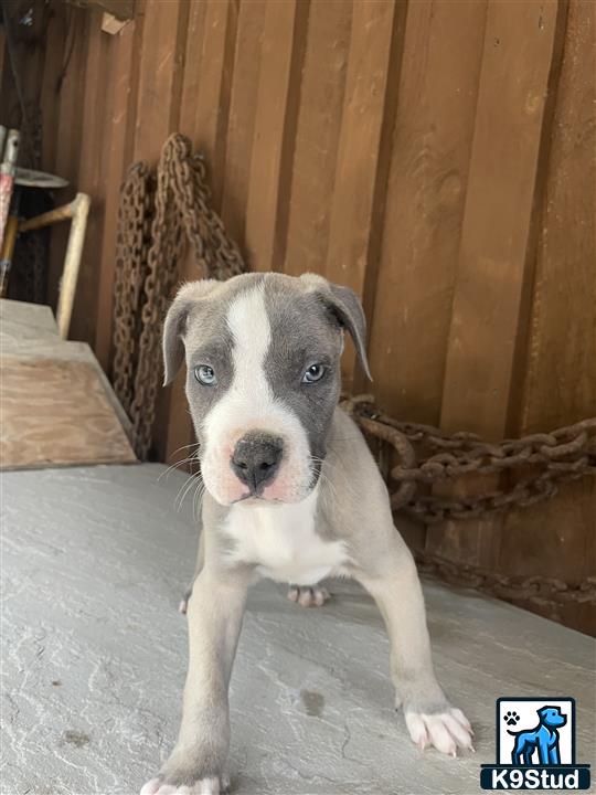 a american bully dog sitting on the ground