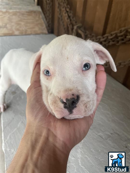 a american bully dog with a human hand