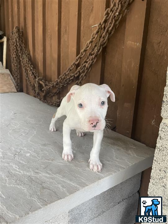 a small white pig