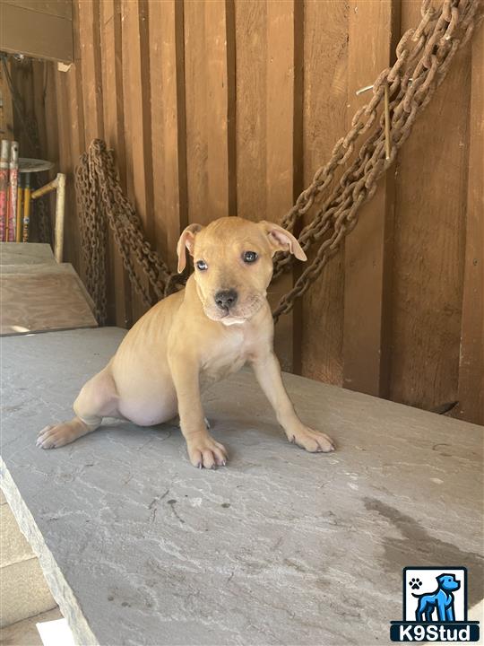 a american bully dog sitting on the floor