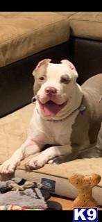 a american pit bull dog lying on a couch