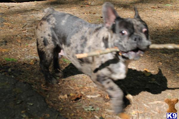 a black and white french bulldog dog with a stick in its mouth