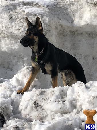 a german shepherd dog standing in the snow