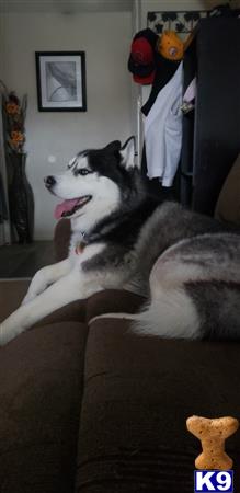 a siberian husky dog lying on a couch