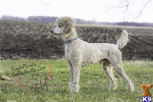 a poodle dog standing in a grassy area