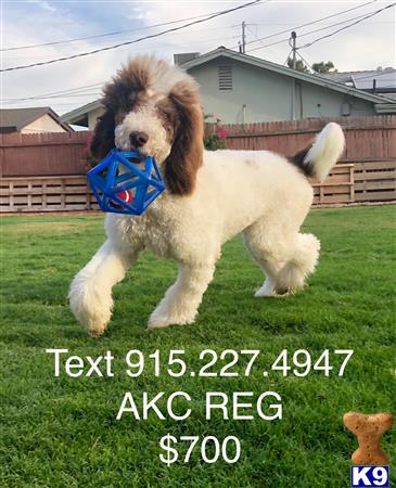 a poodle dog running in a yard