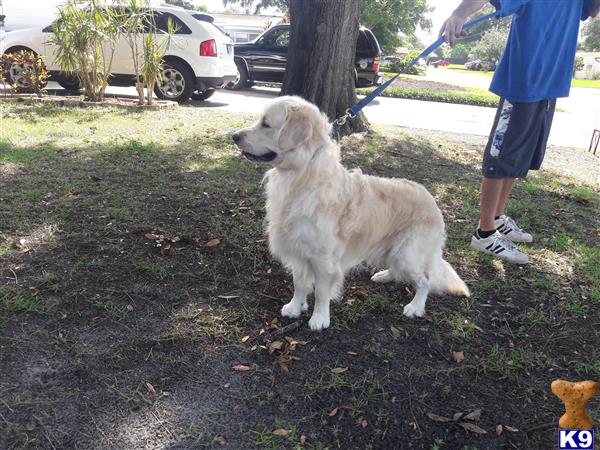 a golden retriever dog on a leash