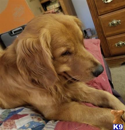 a golden retriever dog lying on a bed