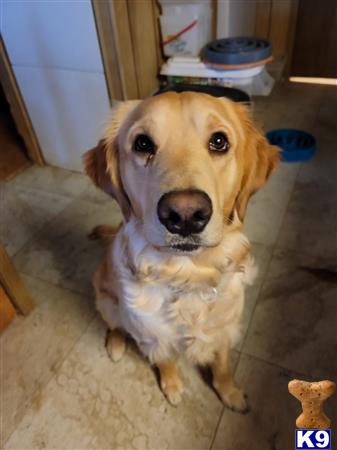 a golden retriever dog sitting on the floor