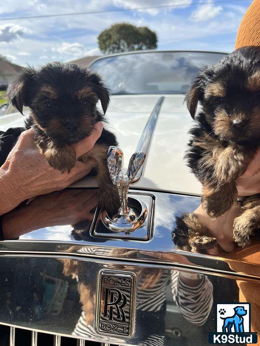 a couple of yorkshire terrier dogs drinking from a faucet