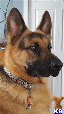 a german shepherd dog looking at the camera