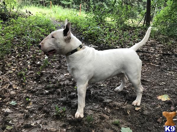 a white bull terrier dog standing in a wooded area