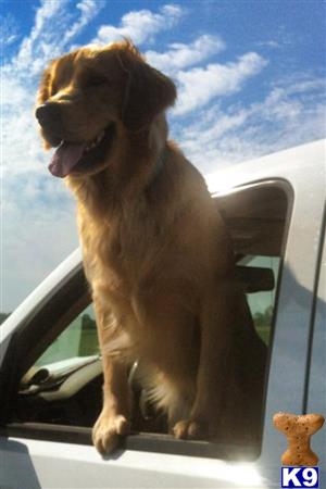 a golden retriever dog sitting on a car